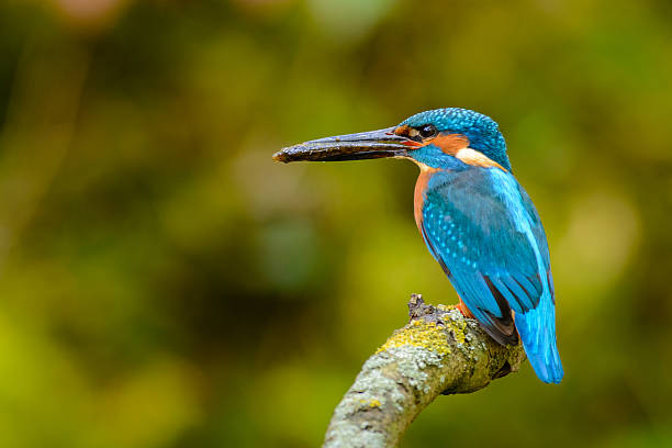 istock Male Common Kingfisher (Alcedo atthis) 475749394