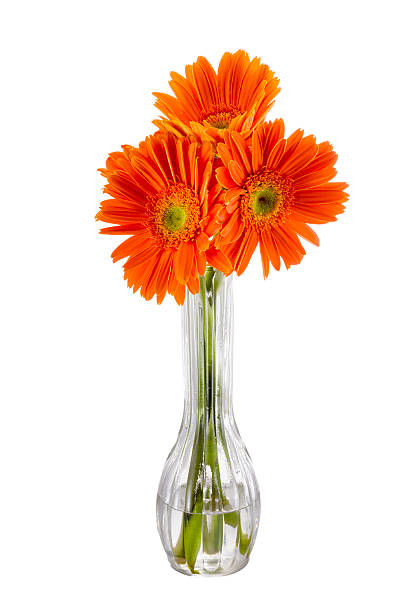 istock Reddish-orange Sunflowers in a Vase 475749639