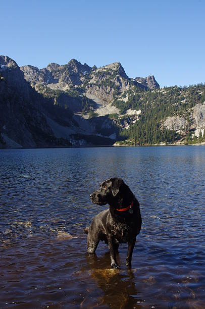 istock Black Lab Standing in Mountain Lake 475751054