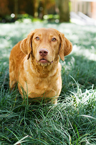 istock Dog: Retriever puppy standing in the grass 475751386