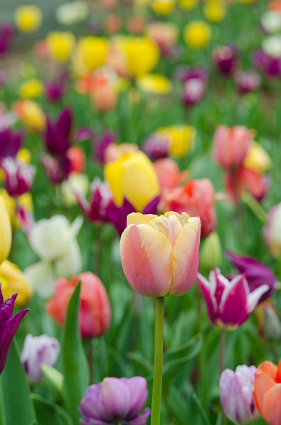istock Tulips in spring,colourful tulip 475752138