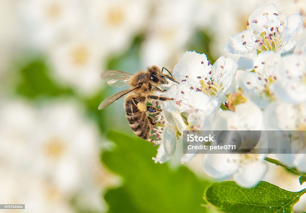 bee Bee searching for pollen 2015 Stock Photo
