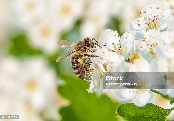 Bee Stock Photo - Download Image Now - 2015, Bee, Carpel