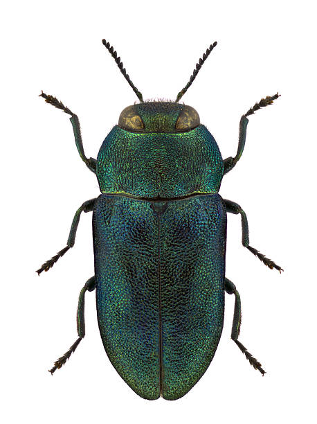 istock Anthaxia kochi jewel beetle isolated on white background 475752693