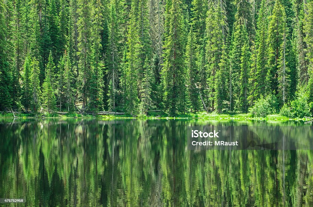 Reflection of Green Forest Trees Green forest trees of summer are reflected in the calm waters of a mountain lake in the Colorado Rocky Mountain wilderness 2015 Stock Photo