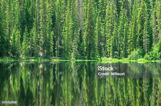 Reflection Of Green Forest Trees Stock Photo - Download Image Now - 2015, Abstract, Backgrounds