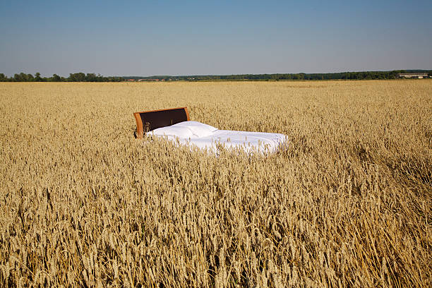 bed in a grain field- concept of good sleepbed in a grain field- concept of good sleep