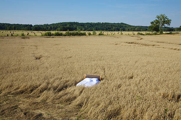 bed in a grain field- concept of good sleepbed in a grain field- concept of good sleepbed in a grain field- concept of good sleep