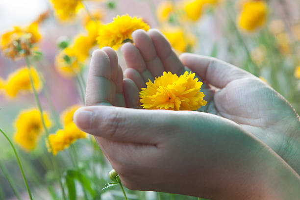 istock Concept of hands protecting nature. 475753688