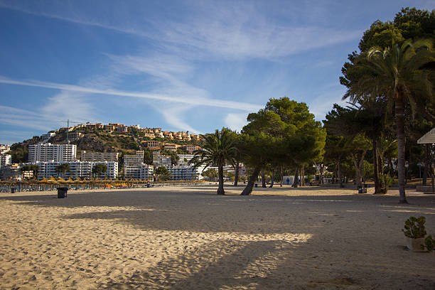 istock palm Tree Beach Santa Ponsa Mallorca Majorca 475753758