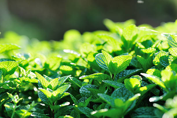 istock mint plant grow at vegetable garden 475753808