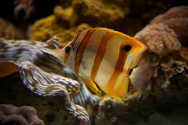 copperband falterfisch schwimmen über korallenriff strecken - copperband butterflyfish stock-fotos und bilder