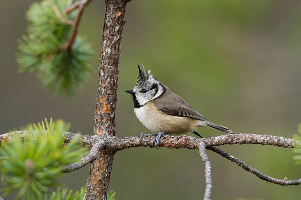 Crested Tit stock photo