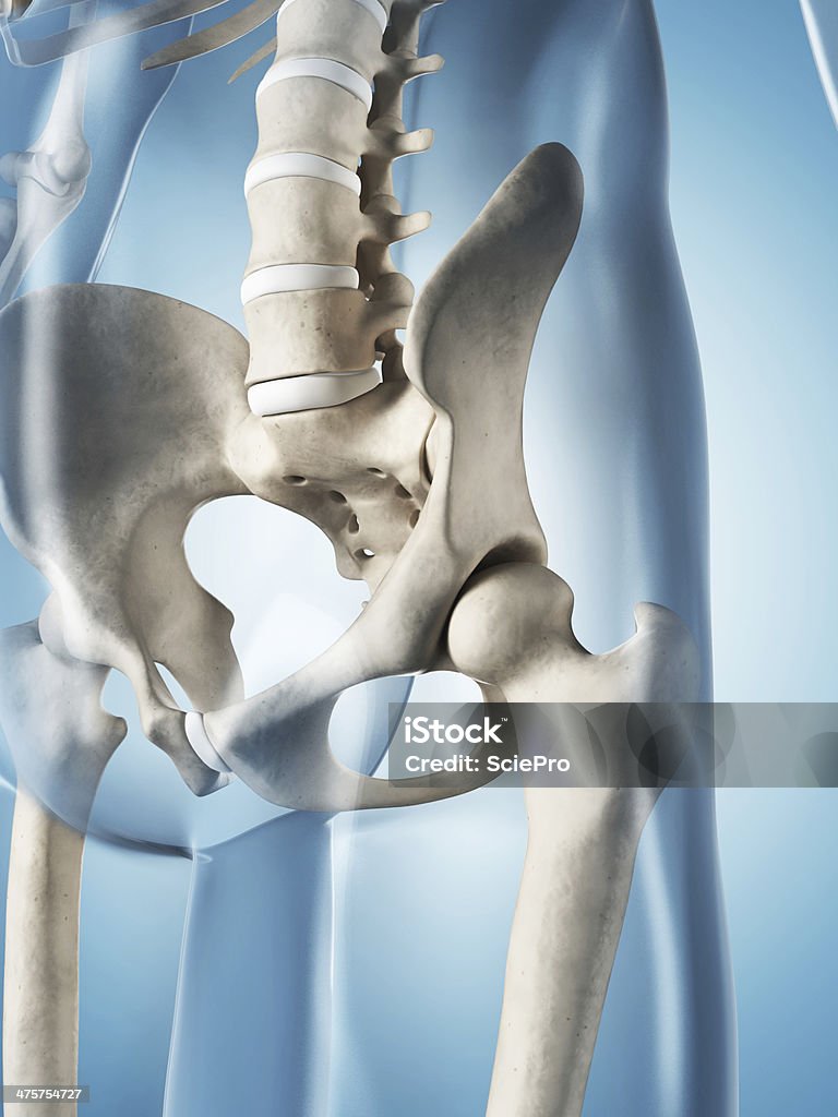 skeletal system - hip 3d rendered illustration of the male skeleton Anatomy Stock Photo