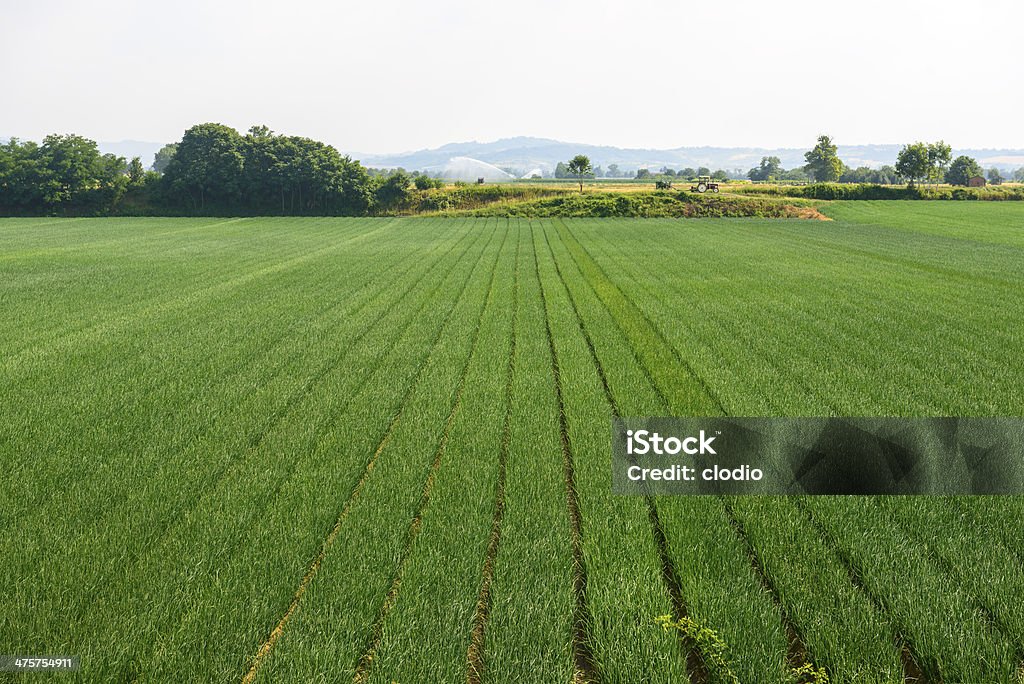 FIelds near Voghera FIelds near Voghera (Pavia, Lombardy, Italy) at summer Agricultural Field Stock Photo