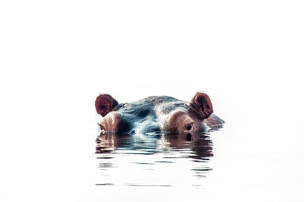 istock Hippopatamus Looks at the World from his Pool. 475756096