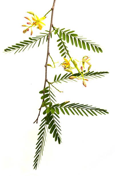 istock Tamarind flower and leaves on white 475756272