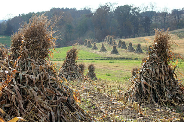 Rolling hills dotted by cornstalks in rural Amish community.