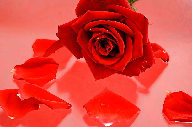 istock deep red rose and rose petals on a glass table 475756840