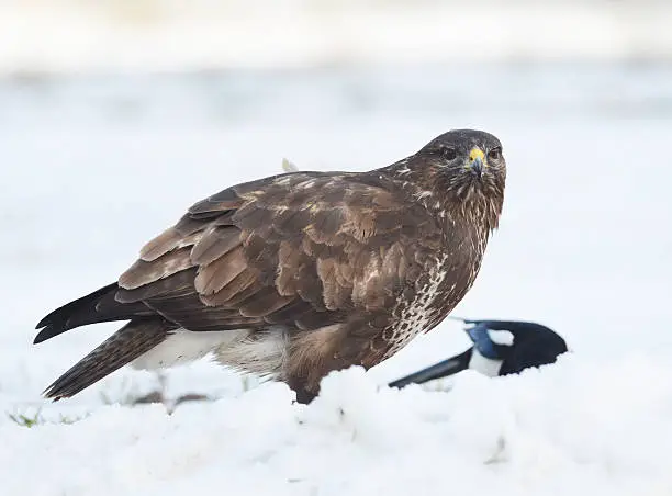 Photo of Common buzzard