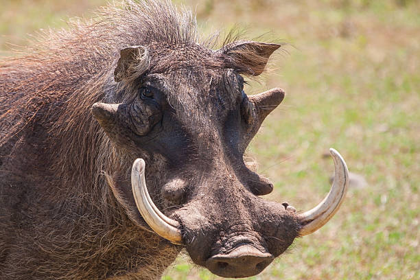 istock Warthog with big tusks and hairy face close-up 475757314
