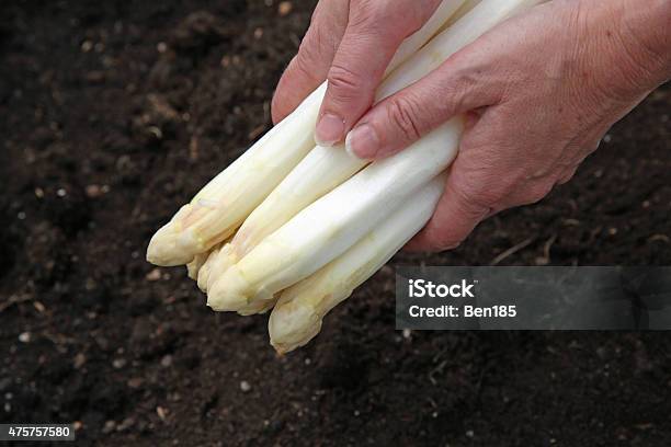 White Asparagus Stock Photo - Download Image Now - 2015, Agriculture, Asparagus