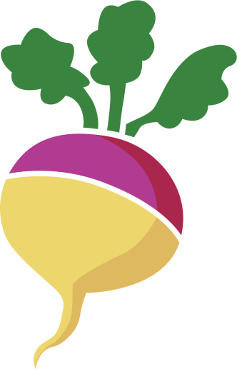 A vector illustration of a turnip