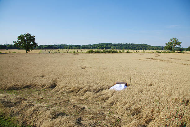 bed in a grain field- concept of good sleepbed in a grain field- concept of good sleepbed in a grain field- concept of good sleep