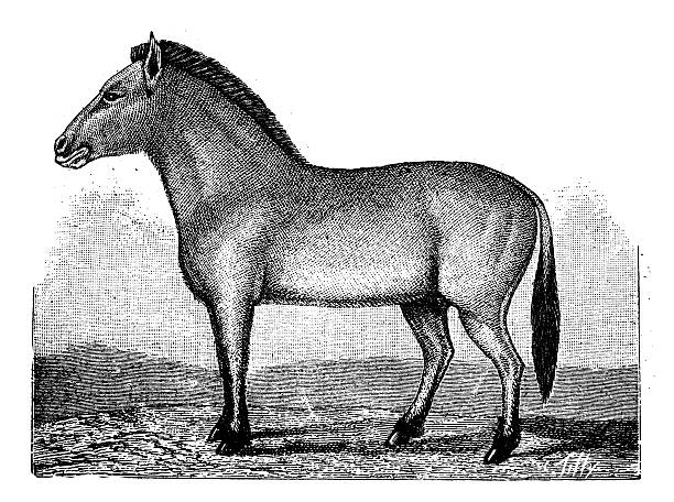 Antique illustration of Przewalski's horse (Equus ferus przewalskii) Antique illustration of Przewalski's horse (Equus ferus przewalskii) or Dzungarian horse west china stock illustrations