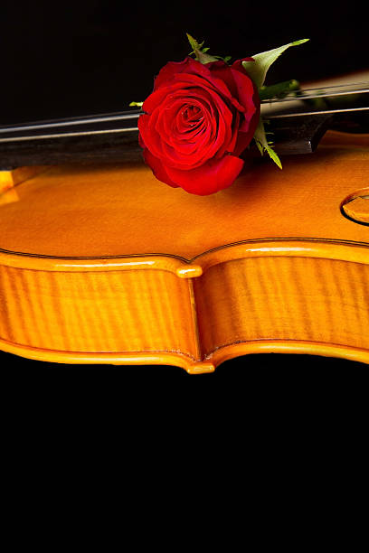 Violin and white rose on a wooden background.