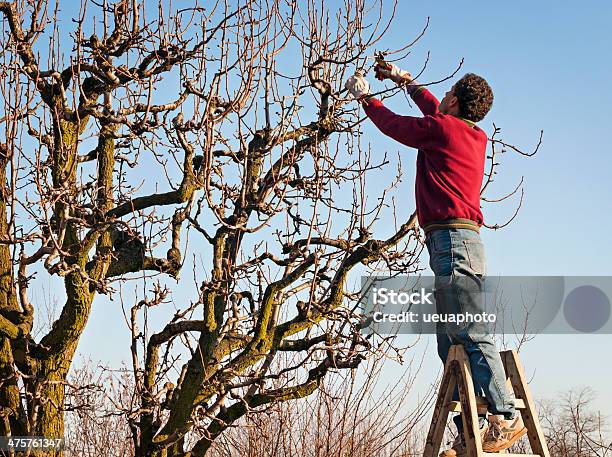 Man Pruning Tree Stock Photo - Download Image Now - Pruning - Gardening, Staircase, Fruit