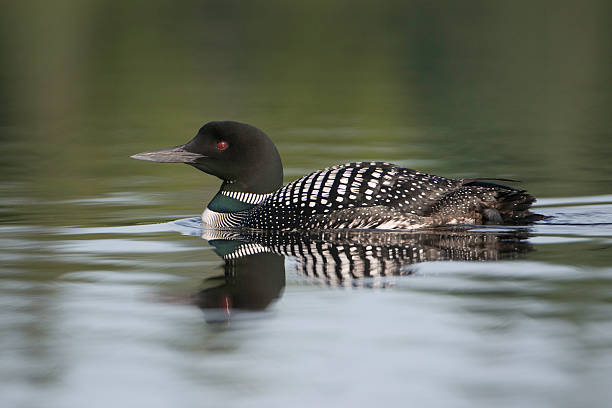 Common Loon stock photo