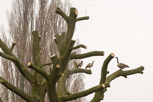 three Canada geese sit on weeping willow which is pollarded to get new crown