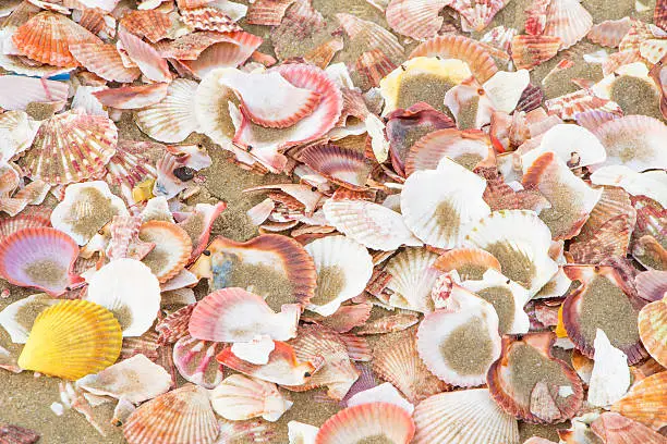 lot of shells on the beach at Muine Vietnam