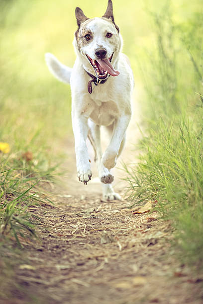 Dog practicing sports. Agility, dog sport. Overcoming obstacles. Discipline and obedience.