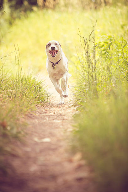 istock Happy dog running on nature trail toward camera 475763668