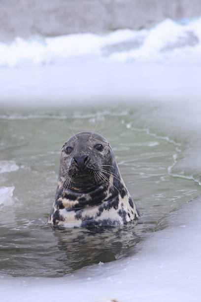 baltic grigio foca - grypus foto e immagini stock
