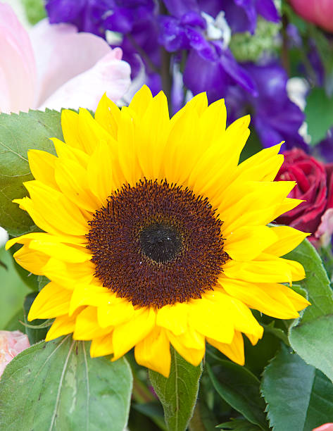 istock Flower of sunflower 475766374