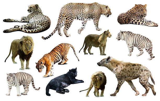 istock Set of  hyena, leopard  and other feliformia 475767330