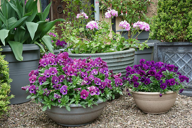 Container gardening on the doorstep stock photo