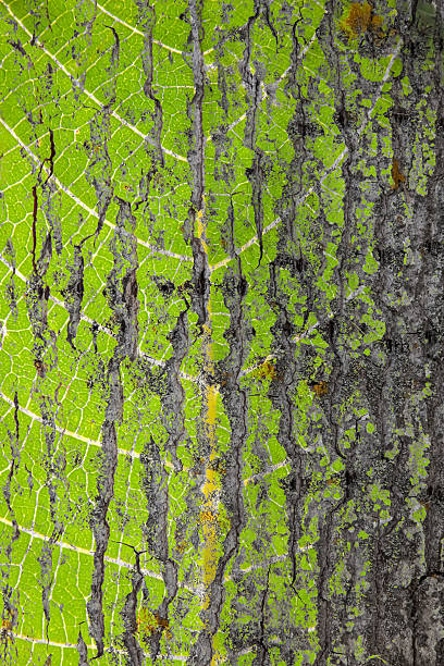 istock Background Tree Trunk - Fondo Tronco de Arbol 475769293