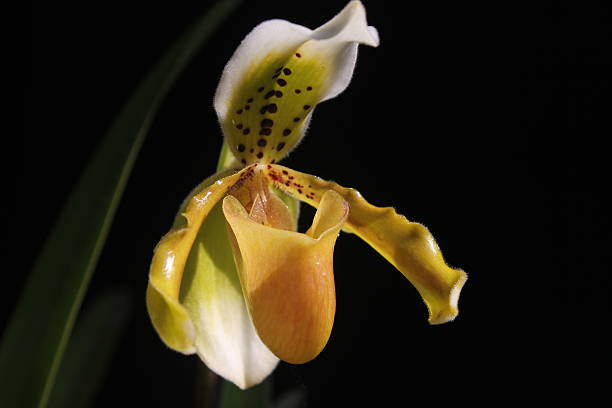istock Orchid - Paphiopedilum badge 475770574