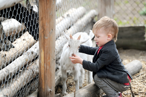 Cheerful kid and goats