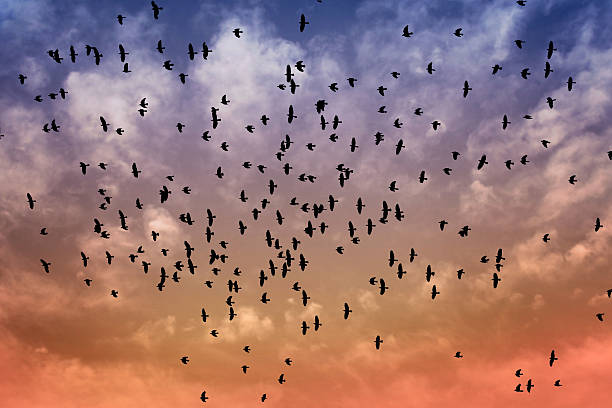 istock Many birds flying in the sky 475771430