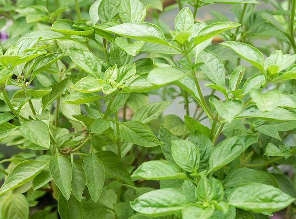 istock Fresh and Green Sweet Basil Leaves Background 475771588