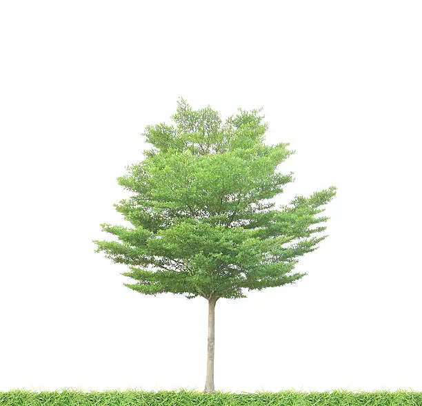 Green tree on green grass isolated on white background