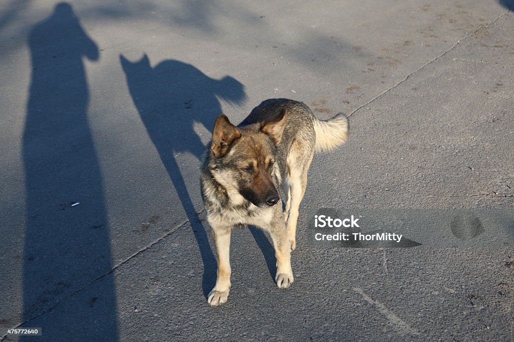 Hungry Dog Street Dog 2015 Stock Photo