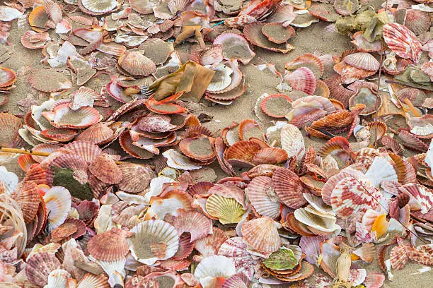 lot of shells on the beach at Muine Vietnam
