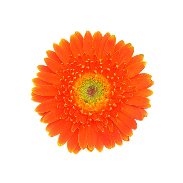 istock Orange marigold flower isolated on white 475773977