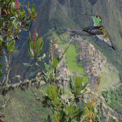 Colibri on Machu Picchu background. Peru.